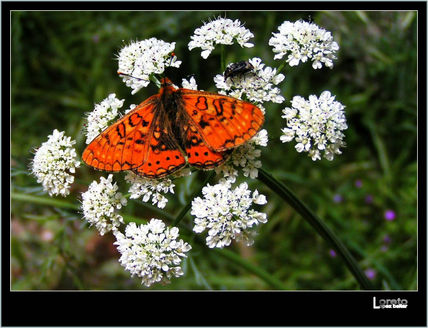 Mariposa xx