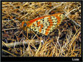 MARIPOSA XXI