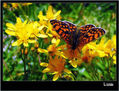 MARIPOSA XXII