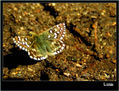 MARIPOSA XXIII