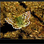 Mariposas thumbnail 1