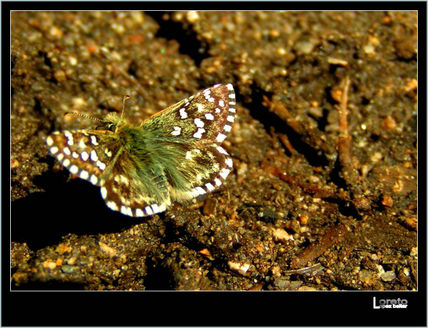 Mariposa xxiii