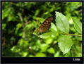 MARIPOSA XXIV