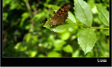 Mariposas