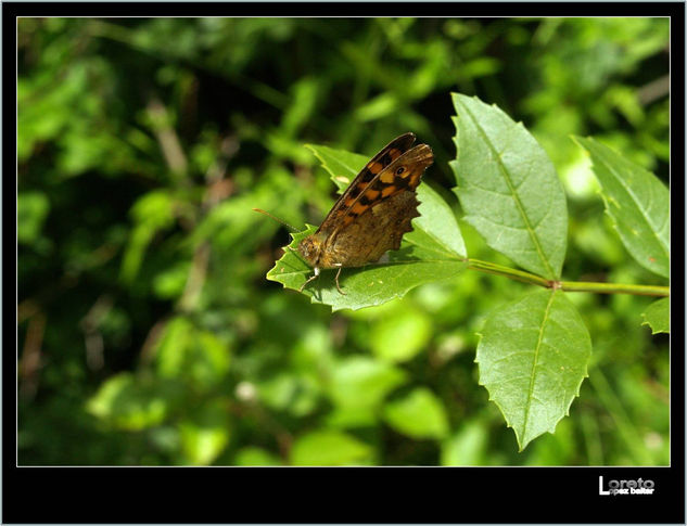 MARIPOSA XXIV 