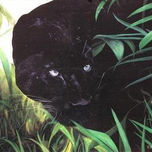 Fauna salvaje thumbnail 2