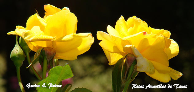 ROSAS AMARILLAS DE TEXAS