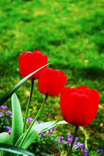 Tulipanes rojos