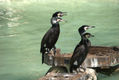 Cormoranes