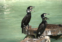 Cormoranes