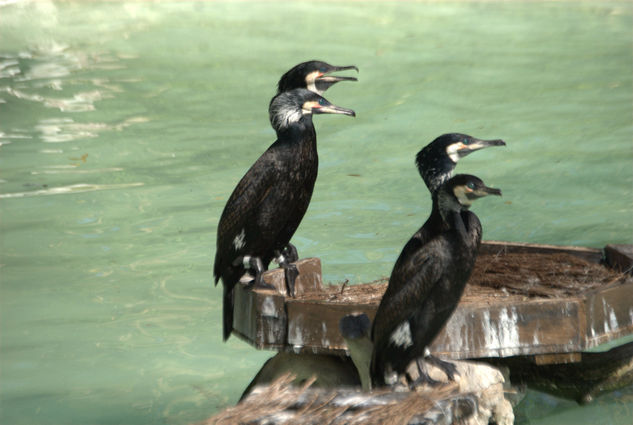 Cormoranes 