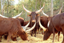 Africanos