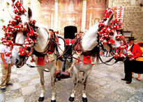 Caballo bayo