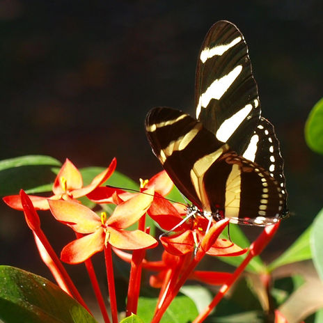 Mariposa