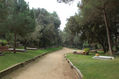 Bosque