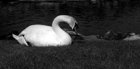 WHITE SWAN Naturaleza Blanco y Negro (Digital)