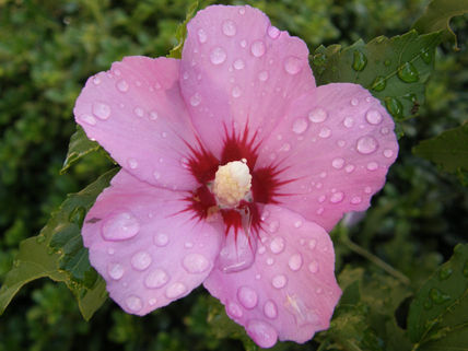 Nosecomosellama malva