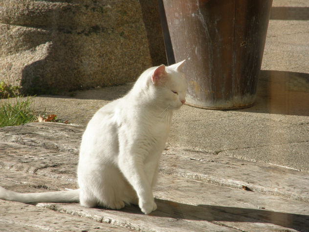 GATO BLANCO