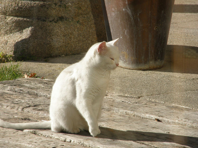 GATO BLANCO 