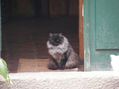 GATO GRIS