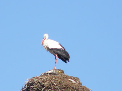 Cigüeña