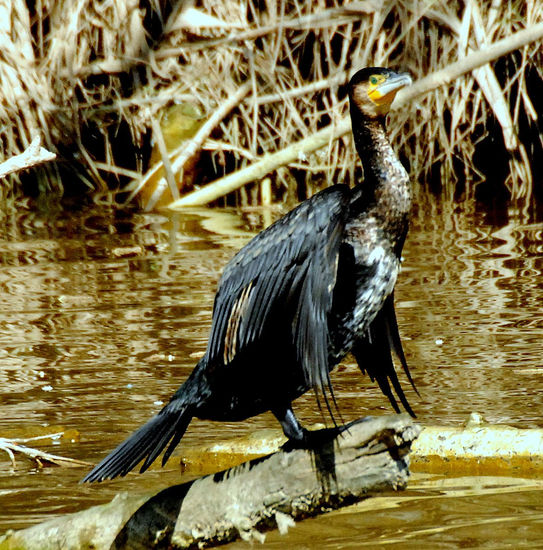 Cormorazipitoste 