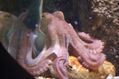 OCTOPUSII