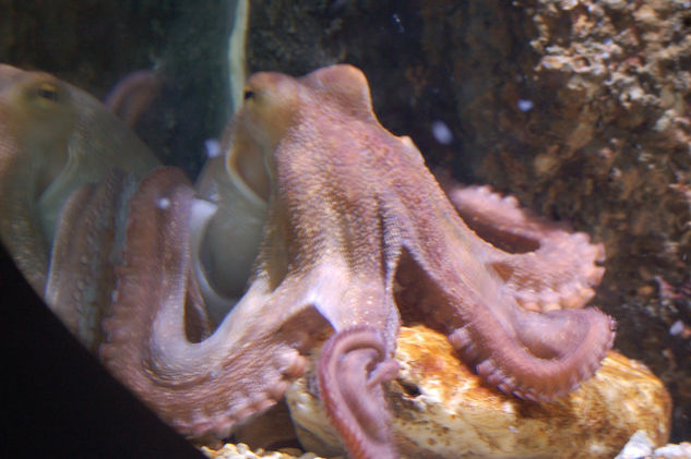 OCTOPUSII 