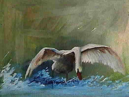 Cisne blanco