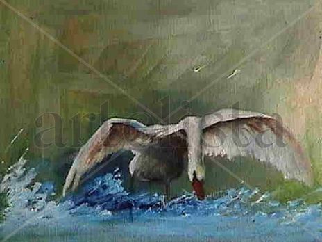 Cisne blanco