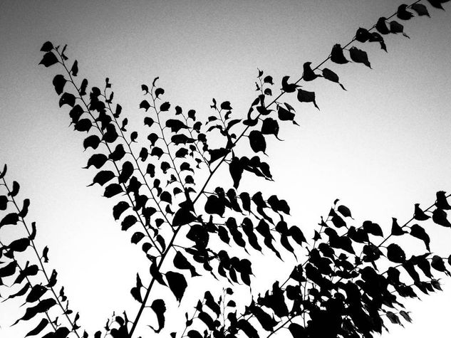 NATURALEZA Nature Black and White (Digital)