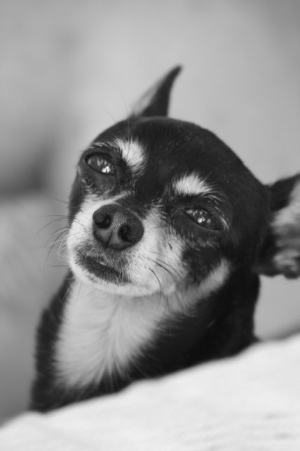 Vida de perro