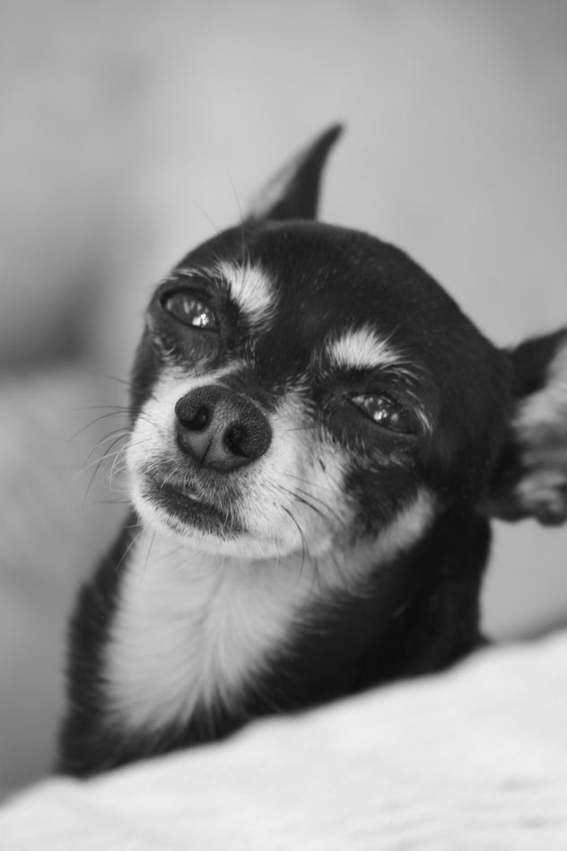 vida de perro