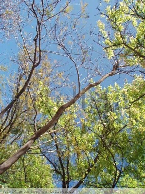 Mirando mi  cielo1