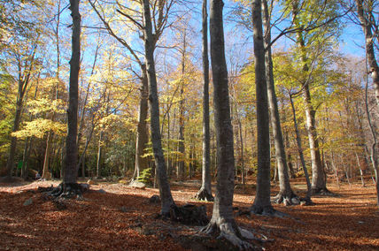 Otoño