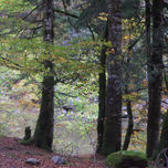 OTOÑO thumbnail 1