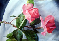 Dos rosas rosa