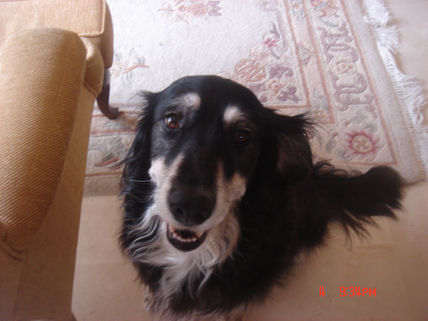 Mi perrita