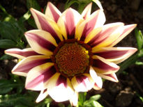 Flores naturales