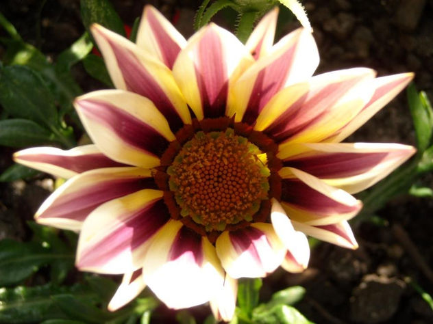 flores naturales