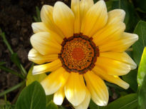 Flores