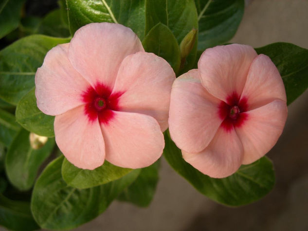 flores 