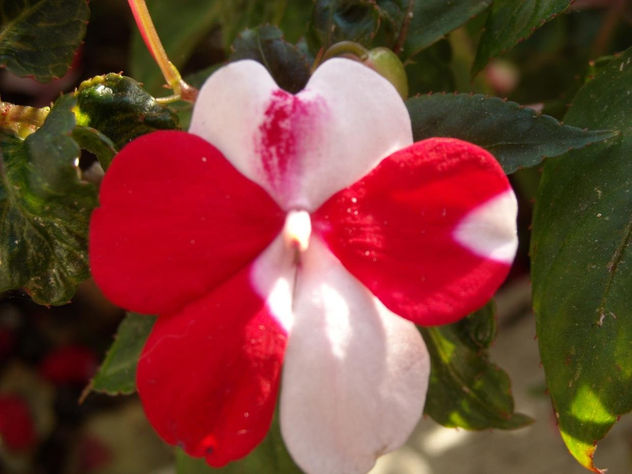 flores