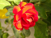 Flores