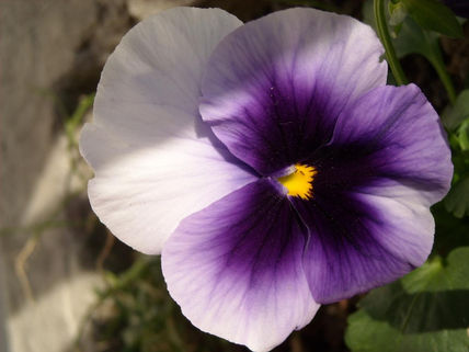 Flores