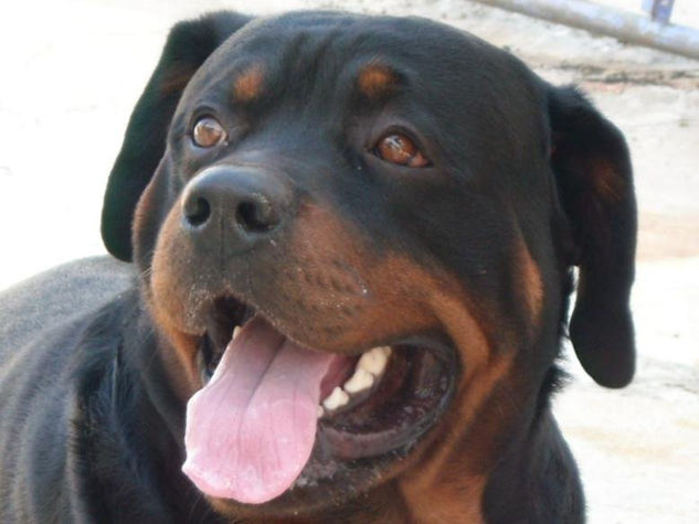 rotweiler 