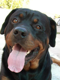 Rotweiler