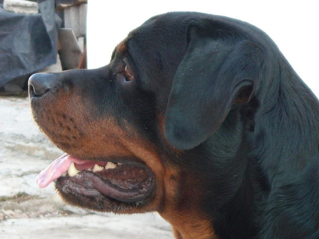 rotweiler