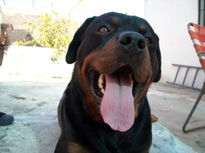 Rotweiler