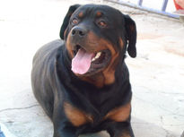 Rotweiler